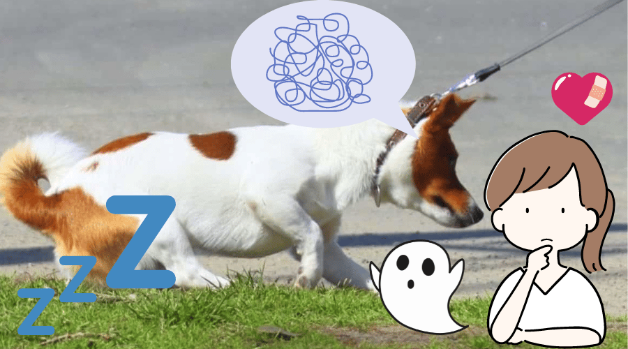 Reasons Why Dog Stops Walking