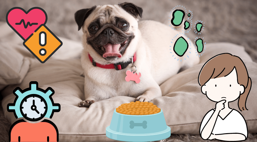 How Long Do Pugs Live
