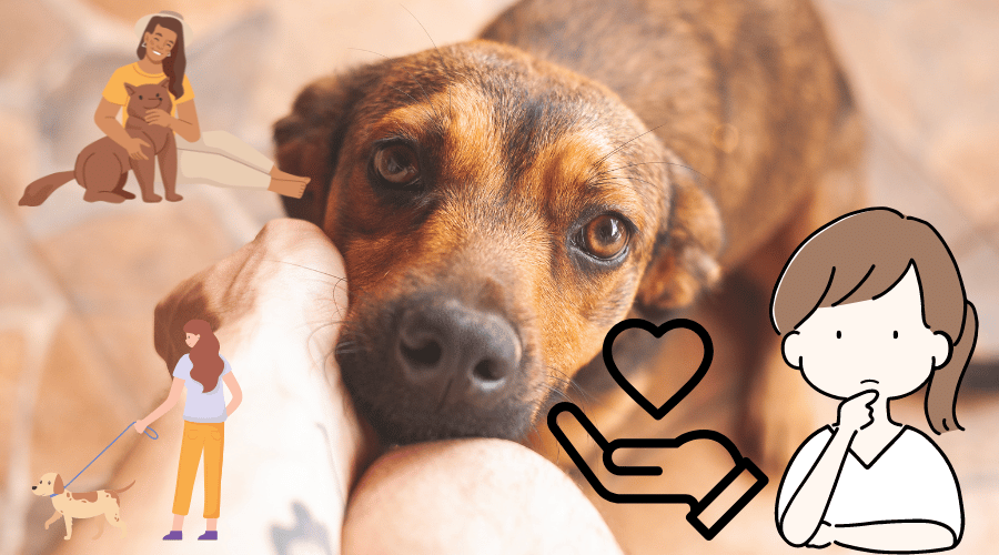 How To Make Your Dog The Most Loyal Pet