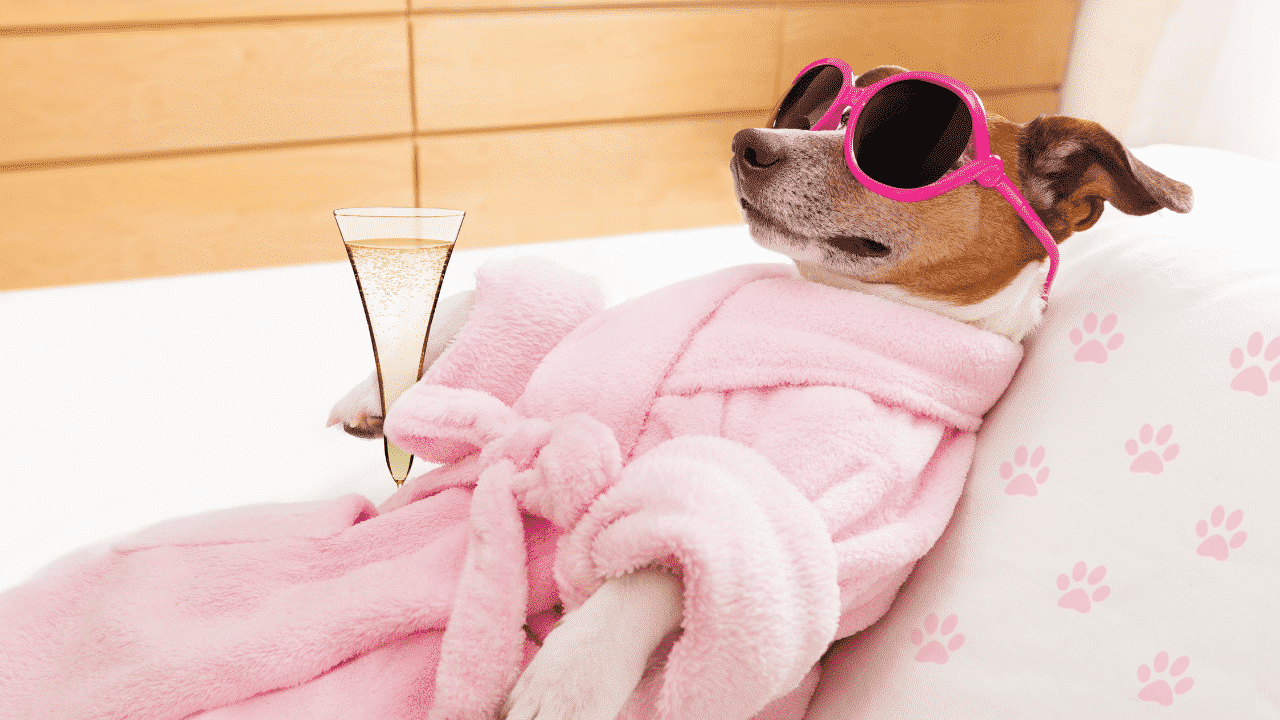 Dog Life Hacks To Make Your Life Easier