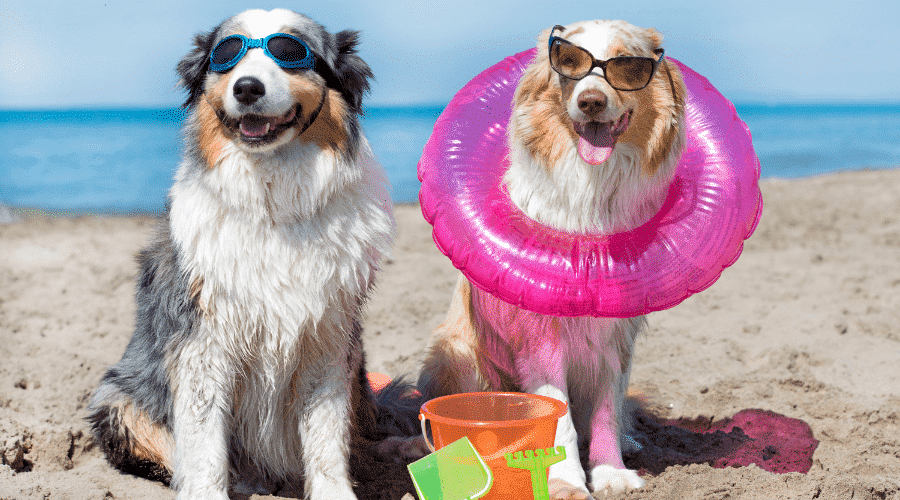 dogs in the beach