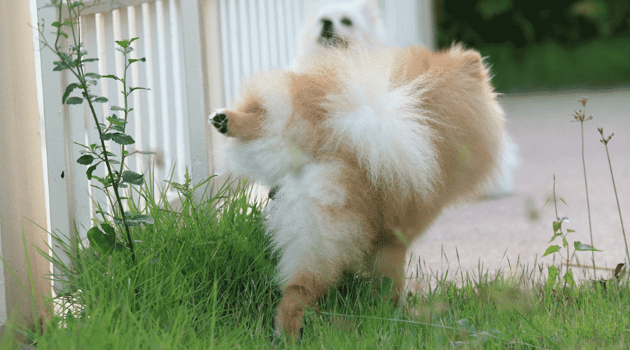 Dogs going to the toile