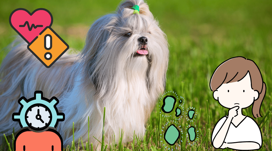 How Long Do Shih Tzus Live