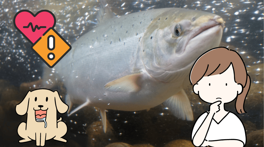 Is Salmon Good For Dogs