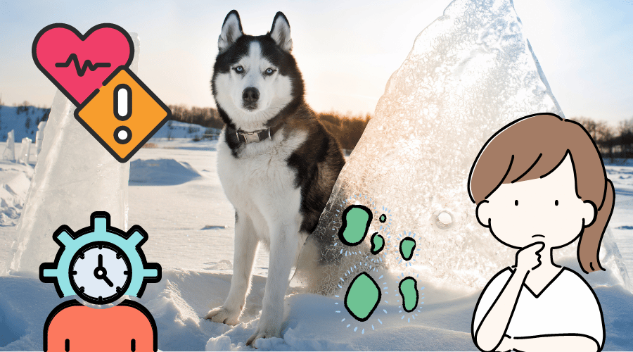 How Long Do Huskies Live
