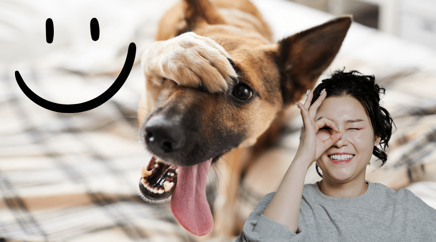 Signs that Your Dog is Happy