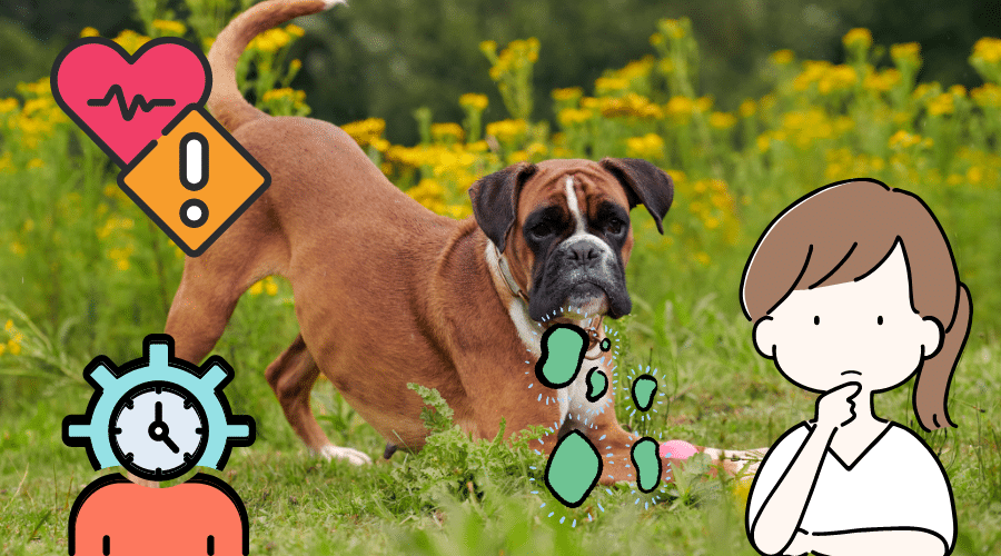 How Long Do Boxers Live
