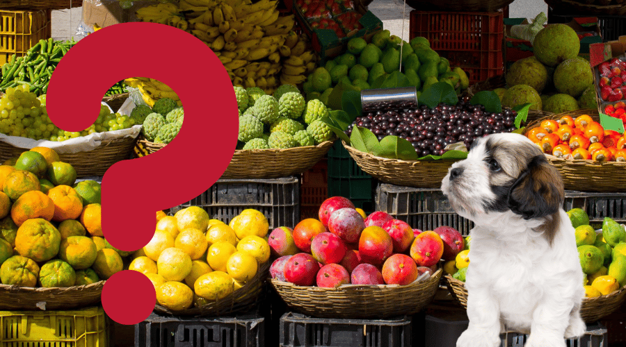 What Fruits Are Bad For puppies