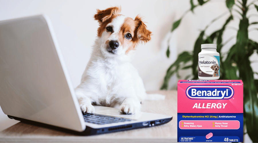 Give My Dog Benadryl and Melatonin