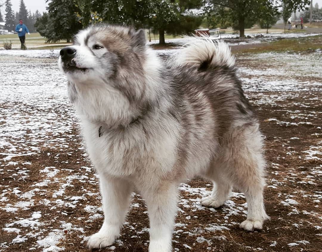 Canadian Eskimo expensive dog breed