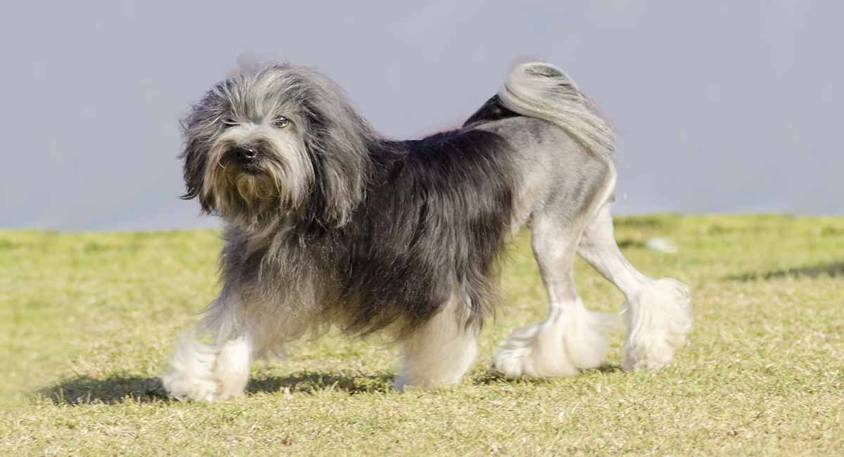 Lowchen expensive dog breed
