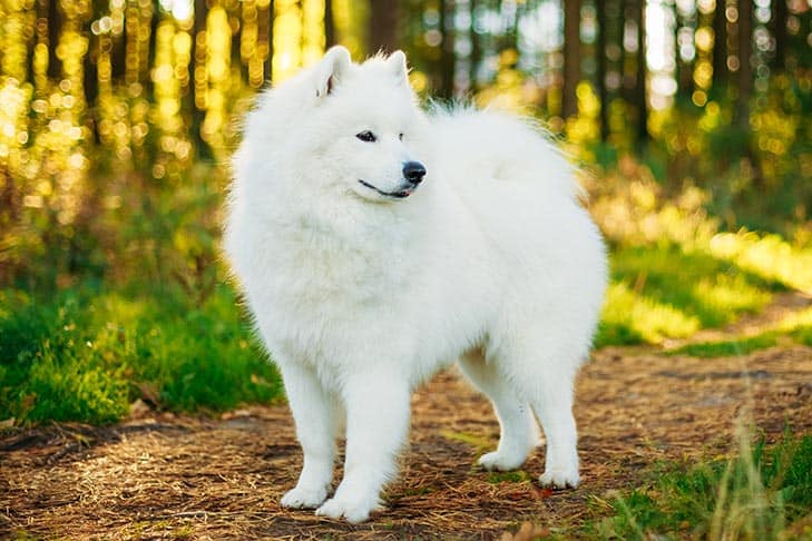 samoyed dog breed