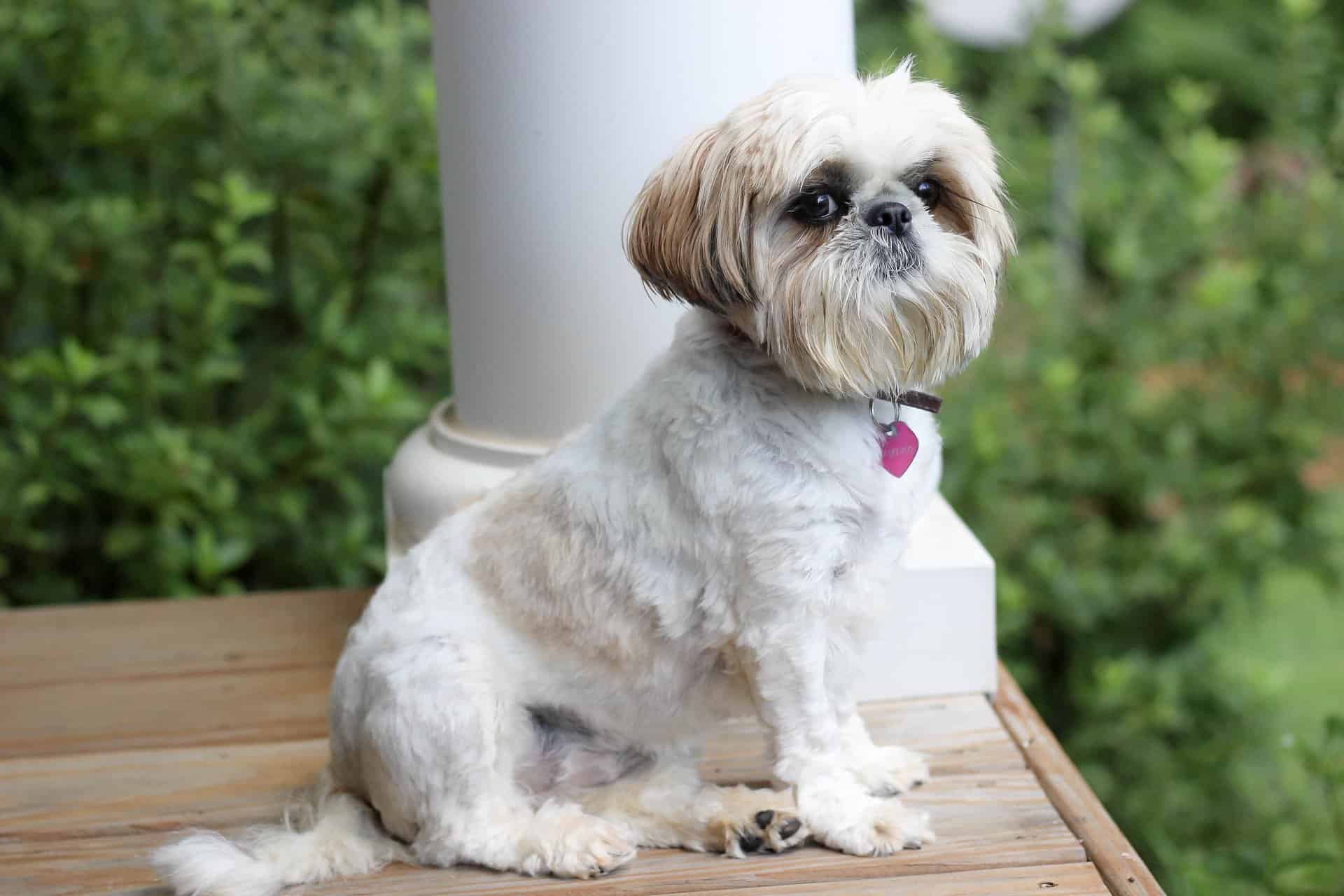 Shih Tzu 