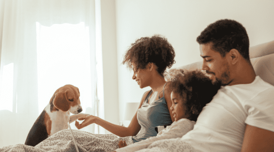 dog family bed