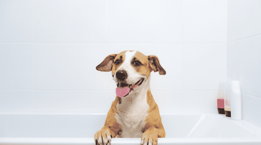 dog bath