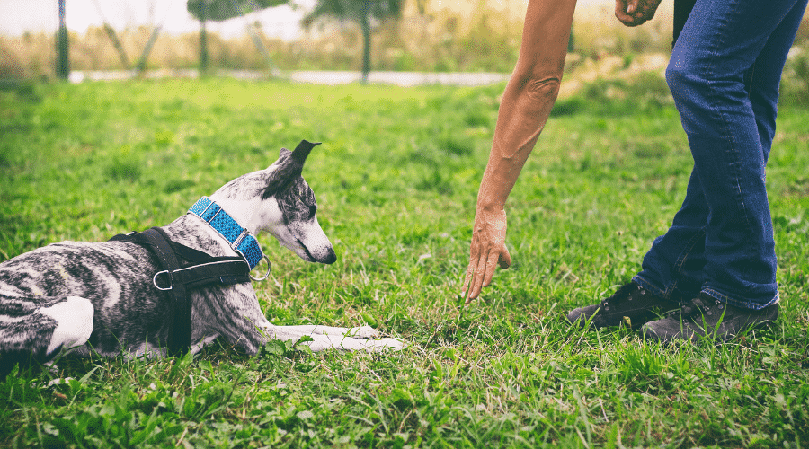 dog training
