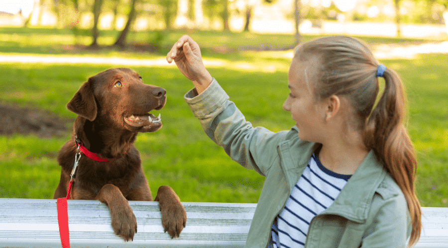 dog triclks and tips