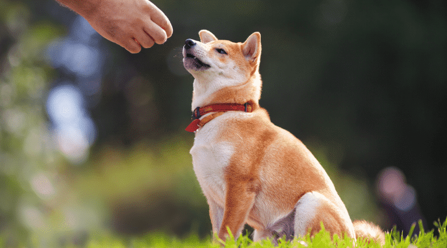 dog training
