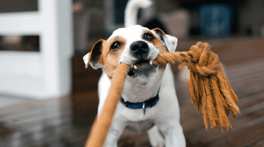 dog play