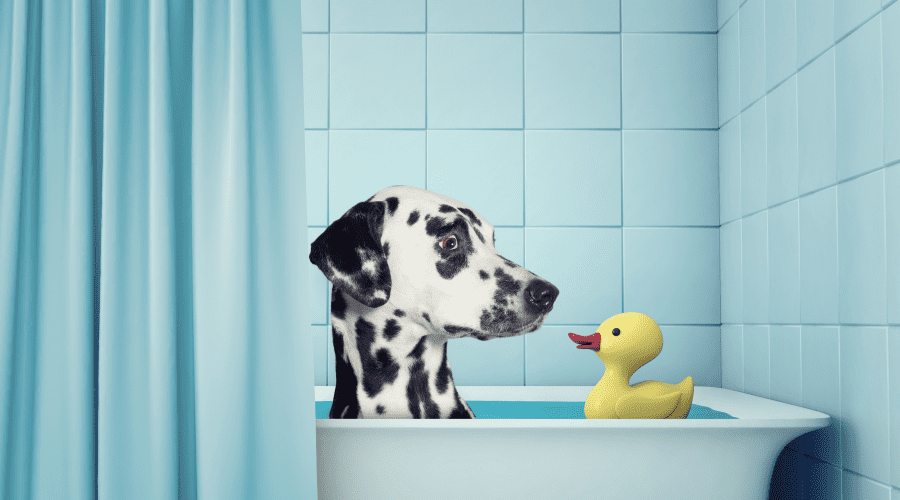 dog bath