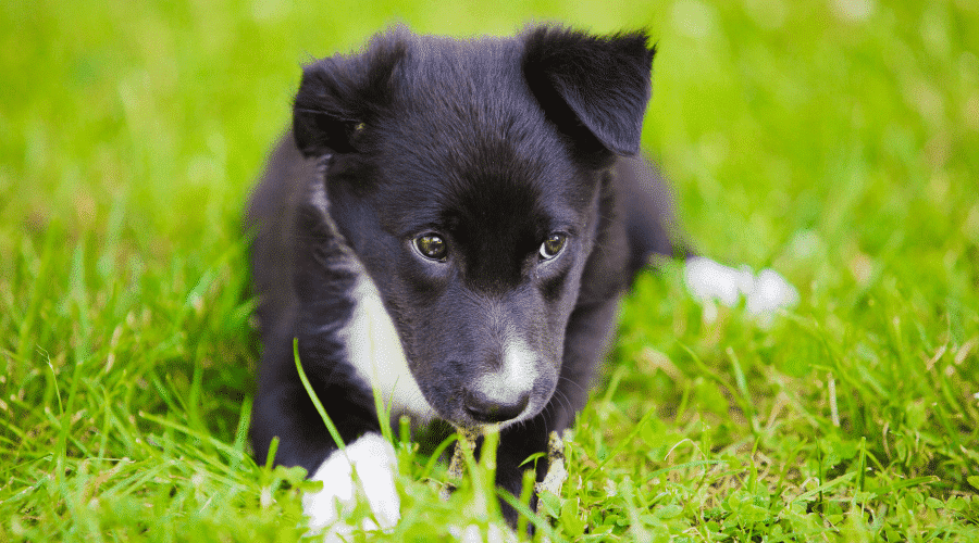 Bad Dog Habits and How To Break Them