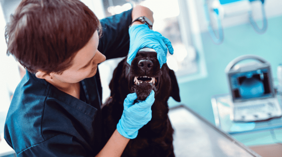 Most Common Dog Health Problems