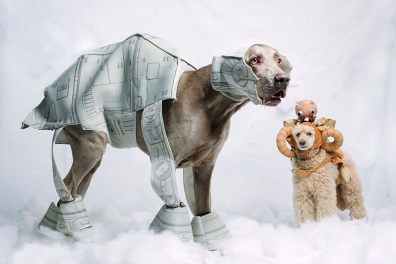 Star Wars Dog Names