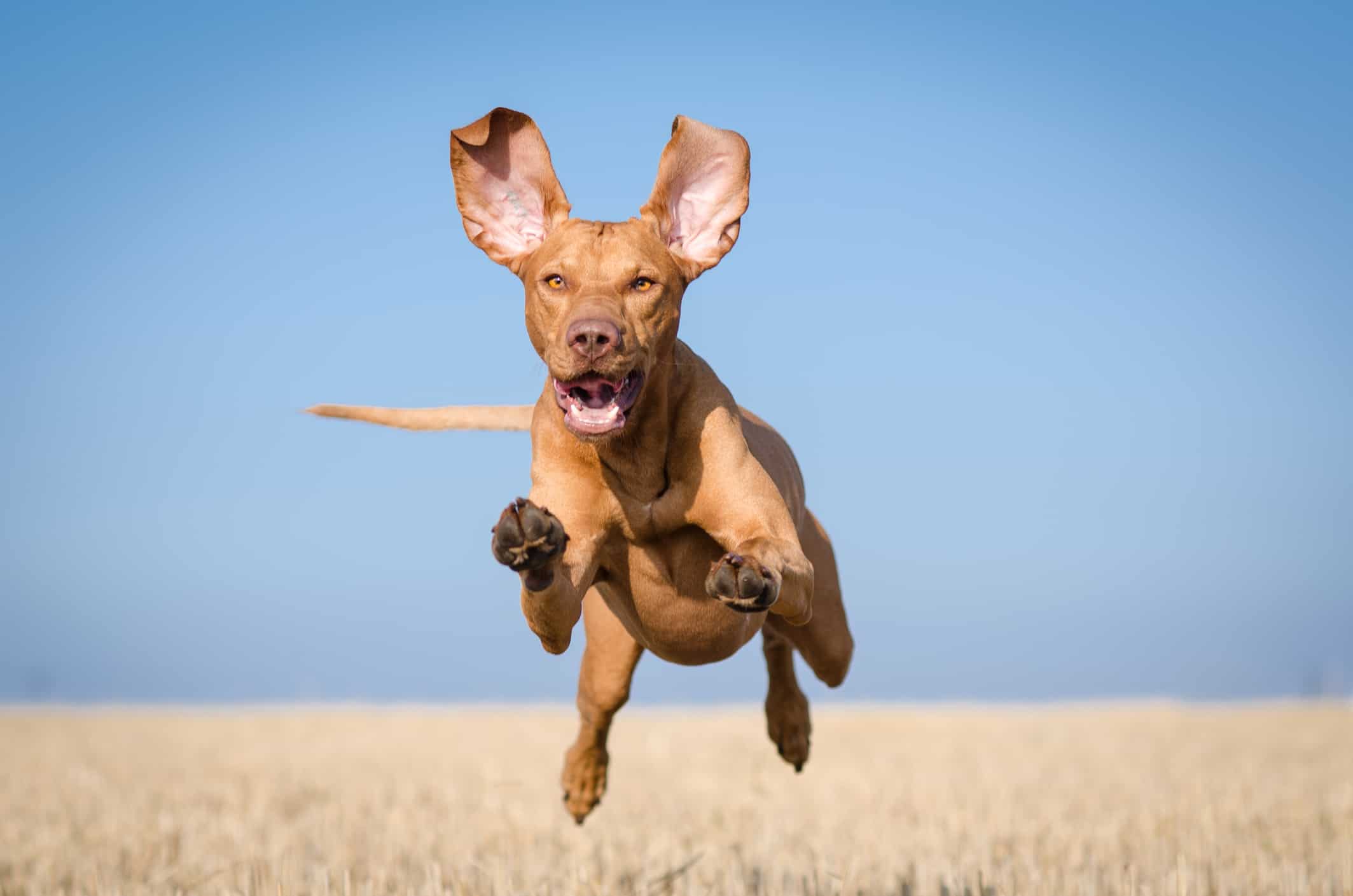 Vizsla fast dog breeds