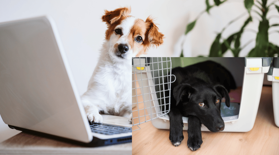 Dog Peeing In The Crate Suddenly