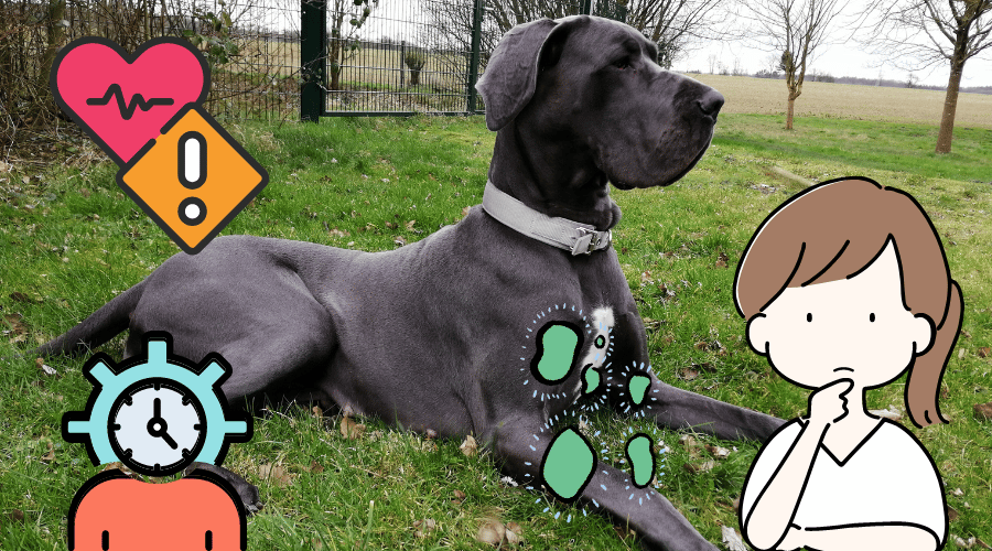 How Long Do Great Danes Live
