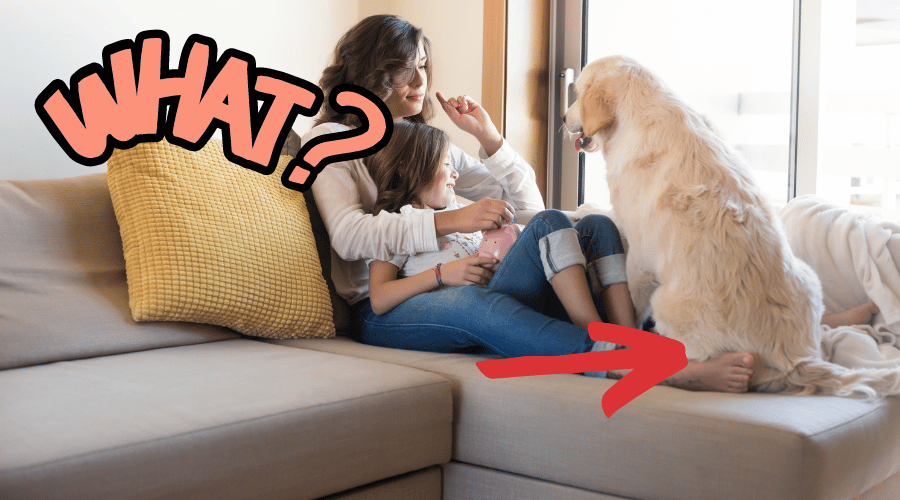 Frequent Dog Behaviors