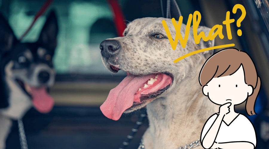 Frequent Dog Behaviors And What They Mean