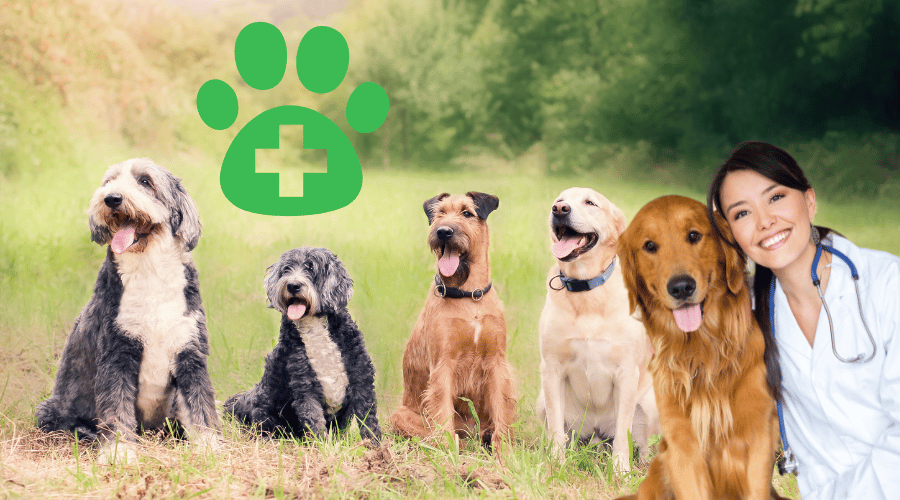 How Often To Express Dog Glands