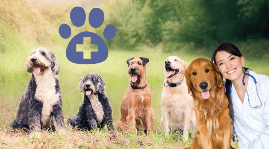 Dog Is Dying From Kidney Failure