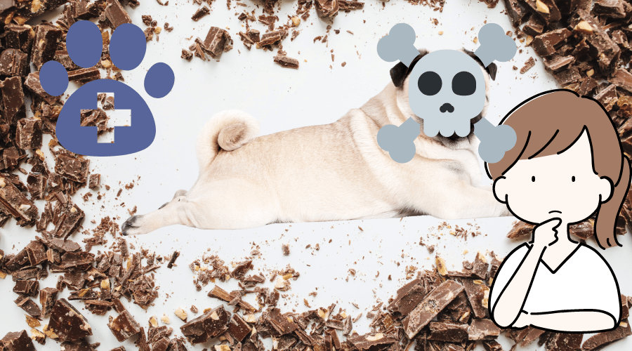 How much chocolate will kill a dog
