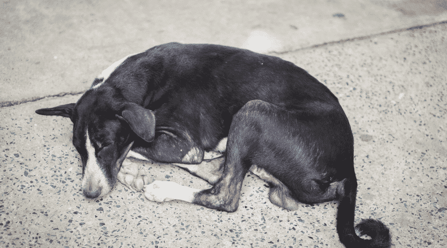 Is your dog dying from kidney failure