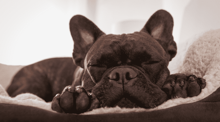 why do dogs snore