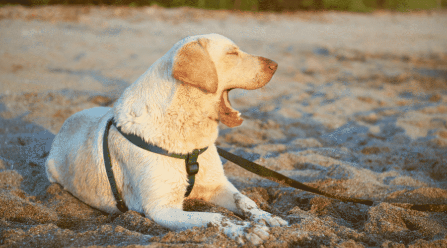 New territory dog