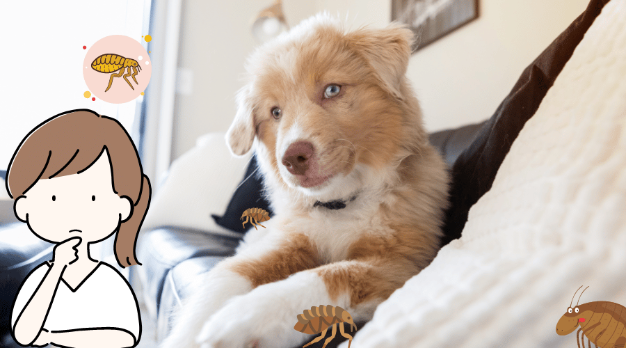 How Do Dogs Get Fleas