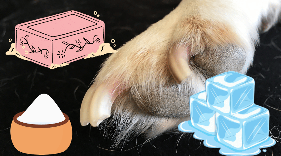 How To Stop Dog Nail Bleeding Using Simple Remedies