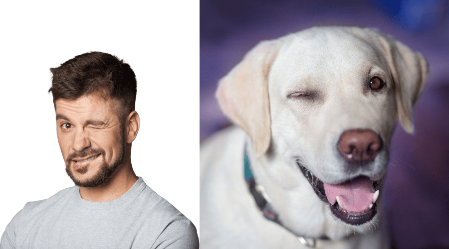 What Does It Mean When Dogs Blink At You