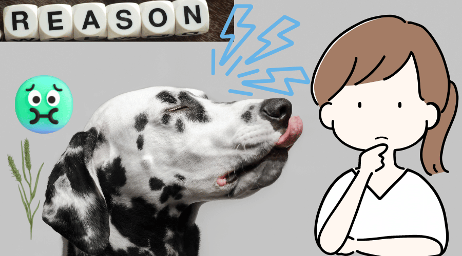 Reasons Why Does My Dog Keep Licking His Lips