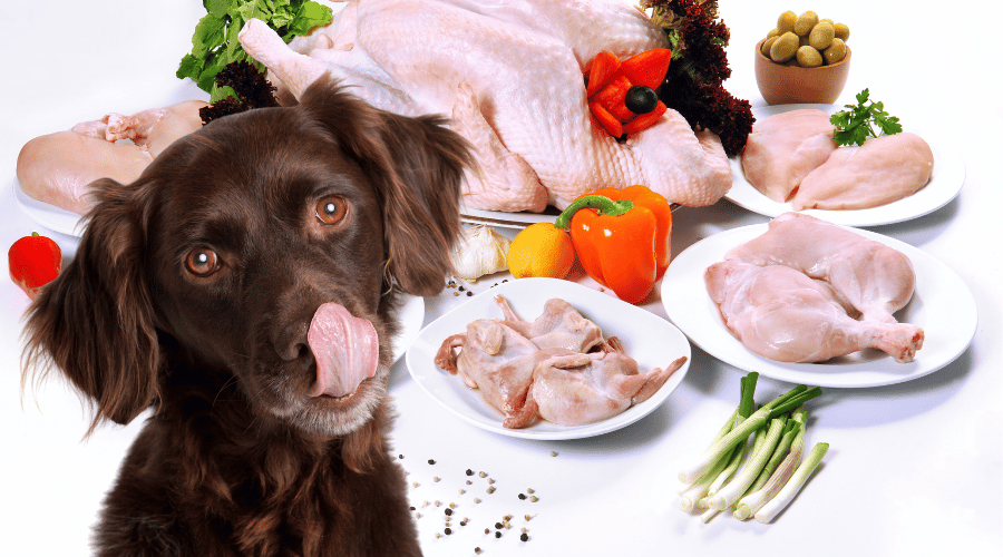 Why Is My Dog Always Hungry