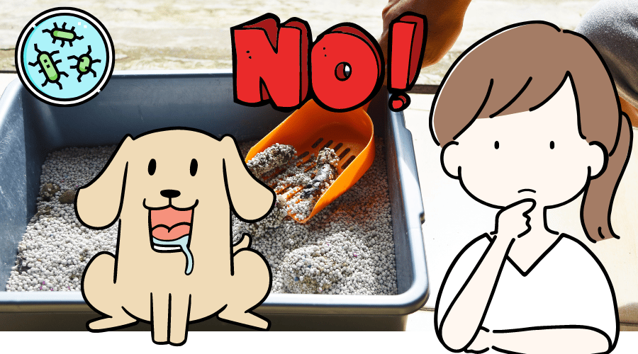 Why Do Dogs Eat Cat Poop