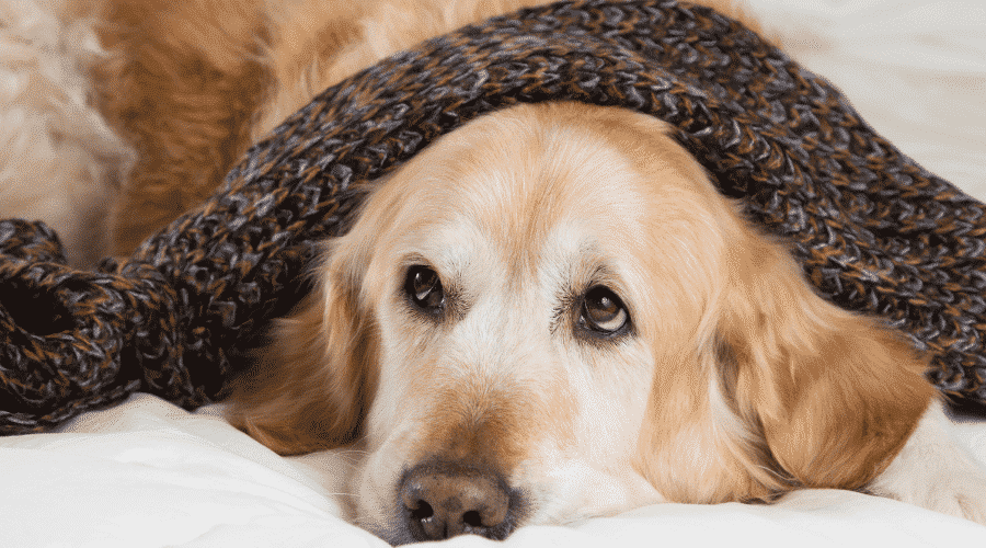 How Cold Is Too Cold For Dogs home