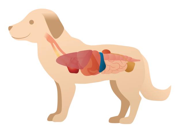 dog digestion