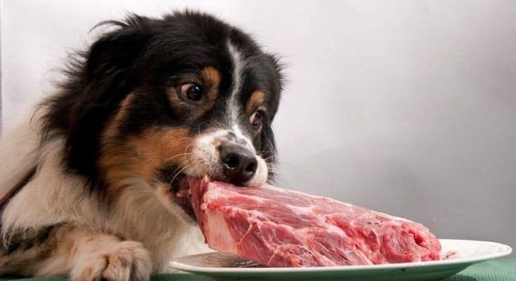is beef safe for dogs