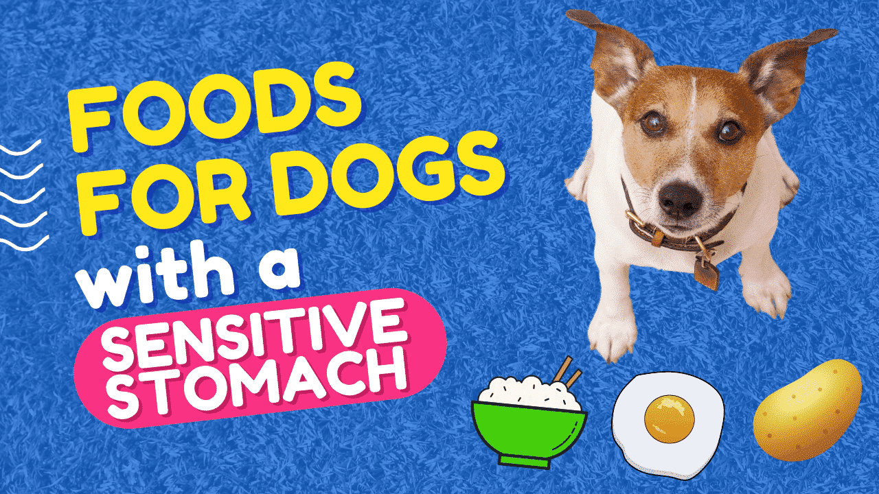 Homemade foods suitable for dogs with a sensitive stomach 