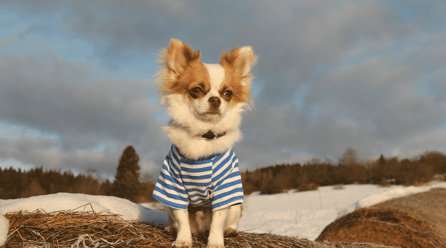 Chihuahuas Shake Most Of The Time