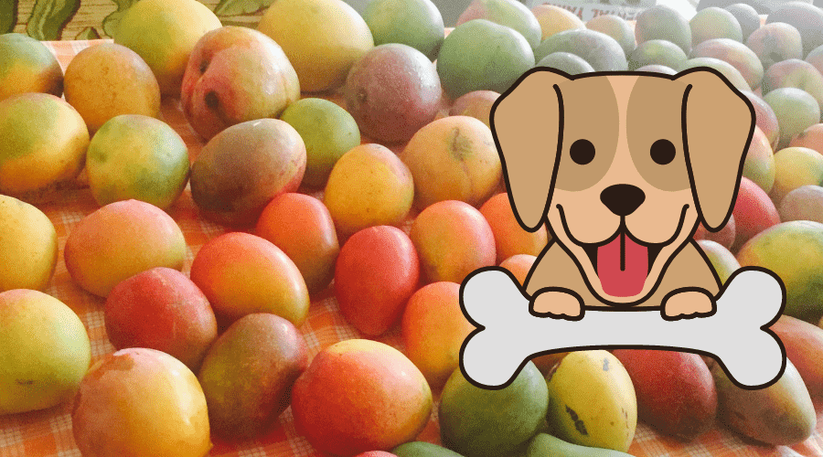 ideal amount mango dogs
